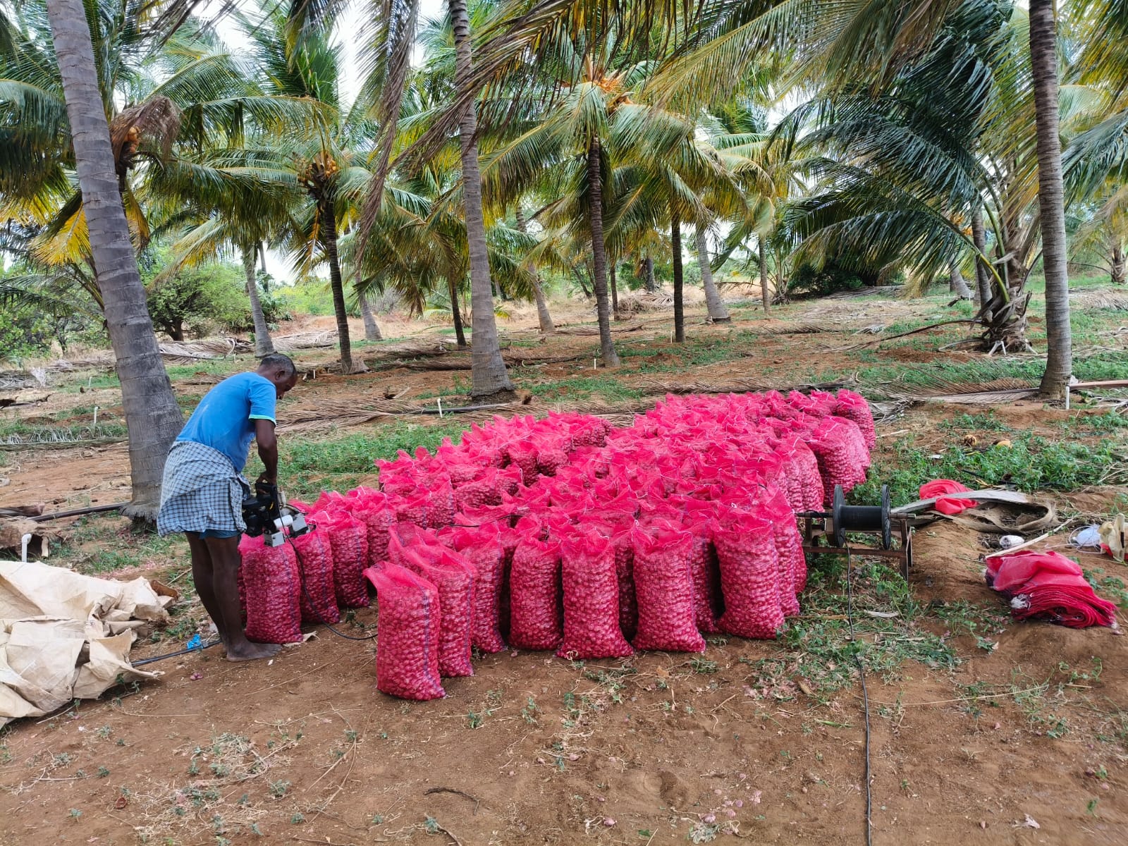 Premium shallot red onion selection